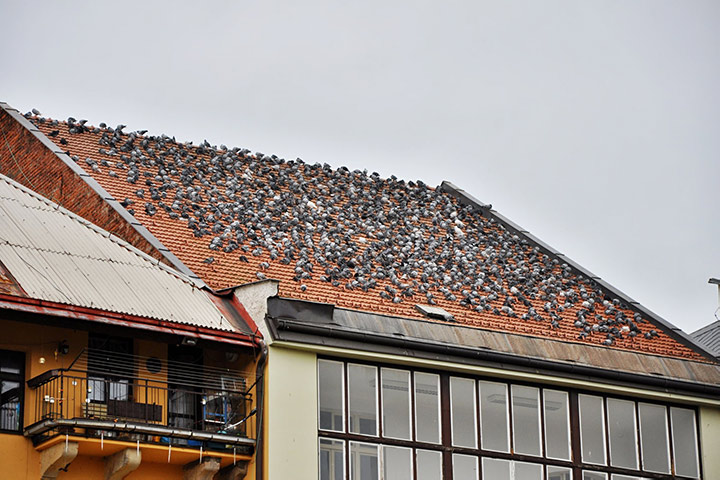A2B Pest Control are able to install spikes to deter birds from roofs in Heckmondwike. 