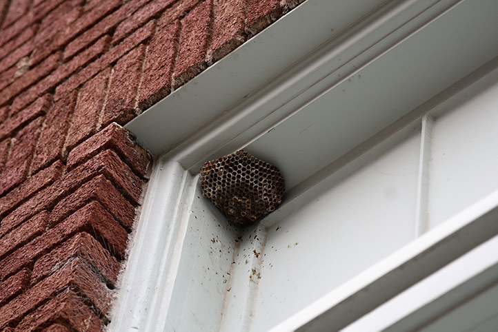 We provide a wasp nest removal service for domestic and commercial properties in Heckmondwike.